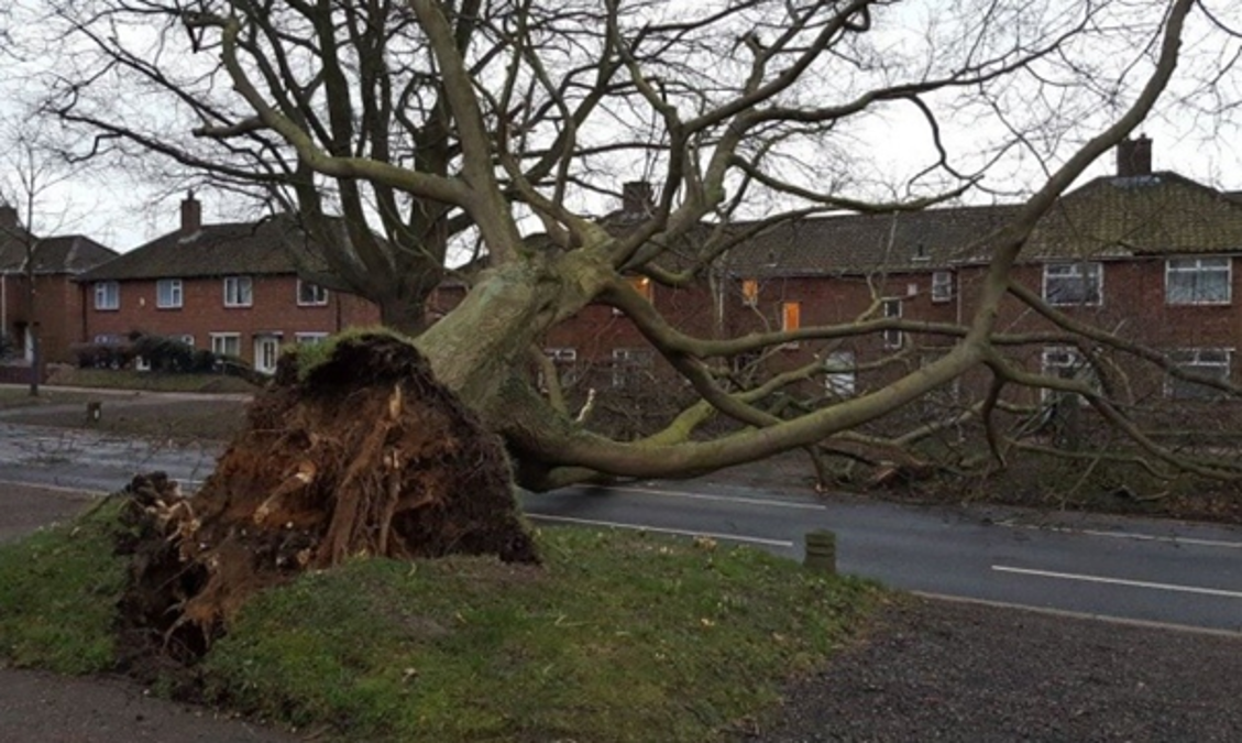 Fallen tree Norwich.