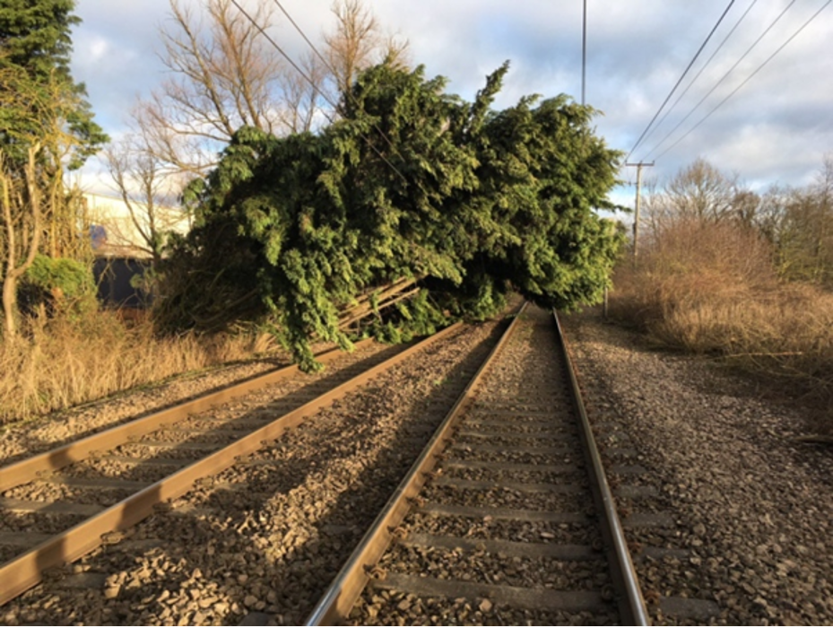 Fallen tree on rail line.